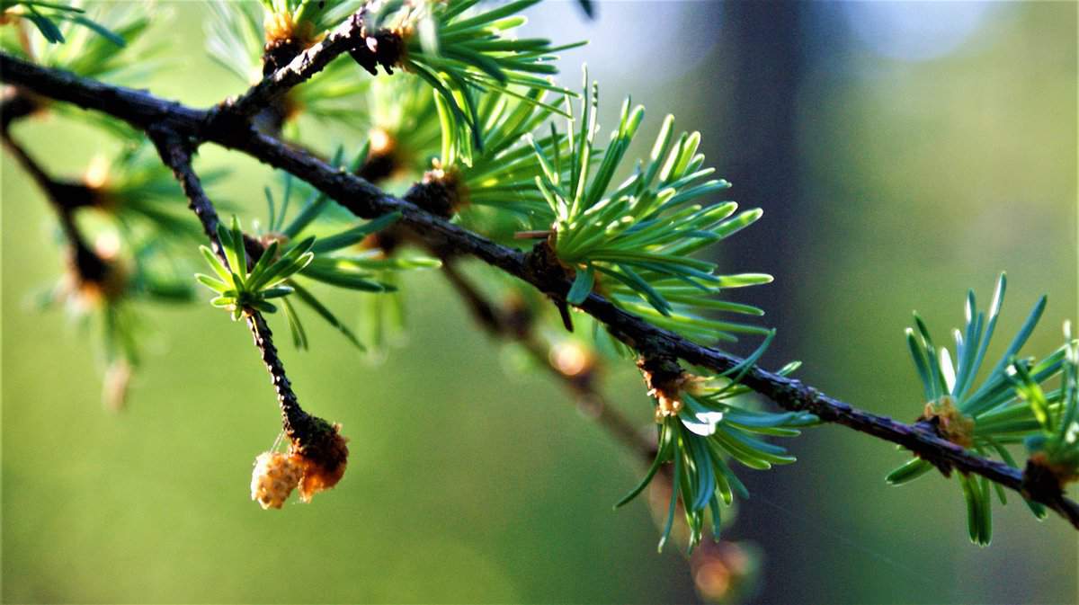 rama de árbol en flor