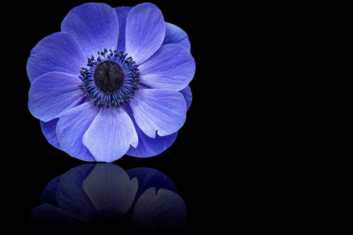 violeta-flor-hermosa