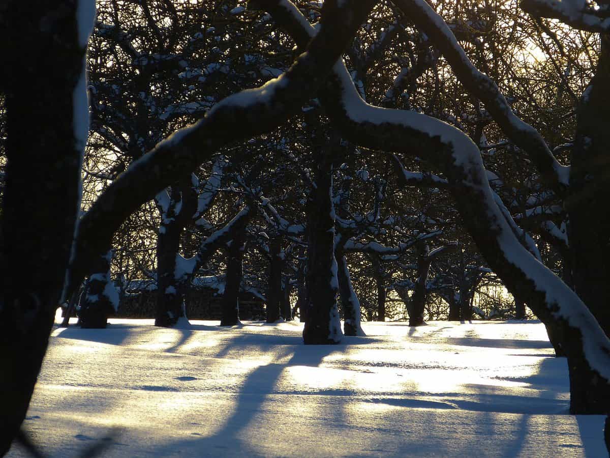 雪地上的树枝