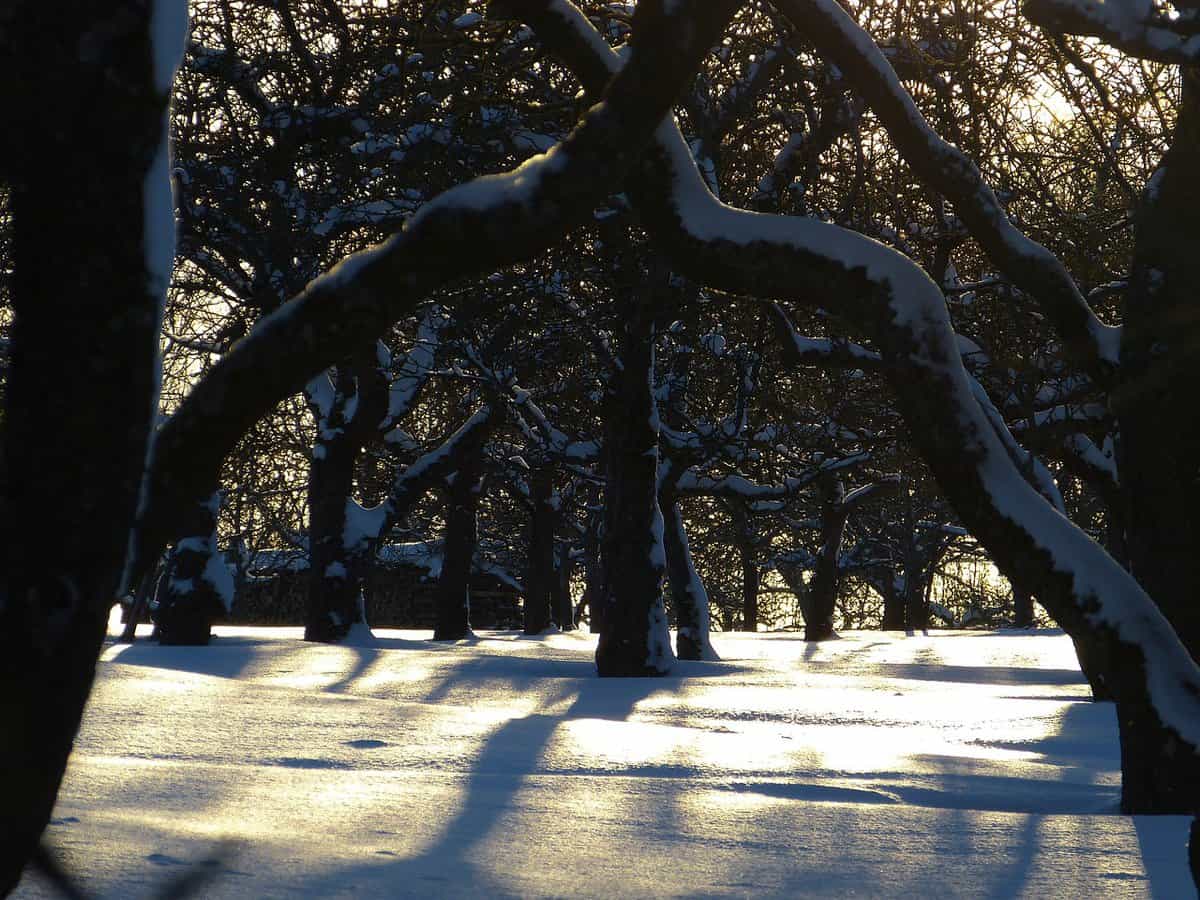 雪-地-枝