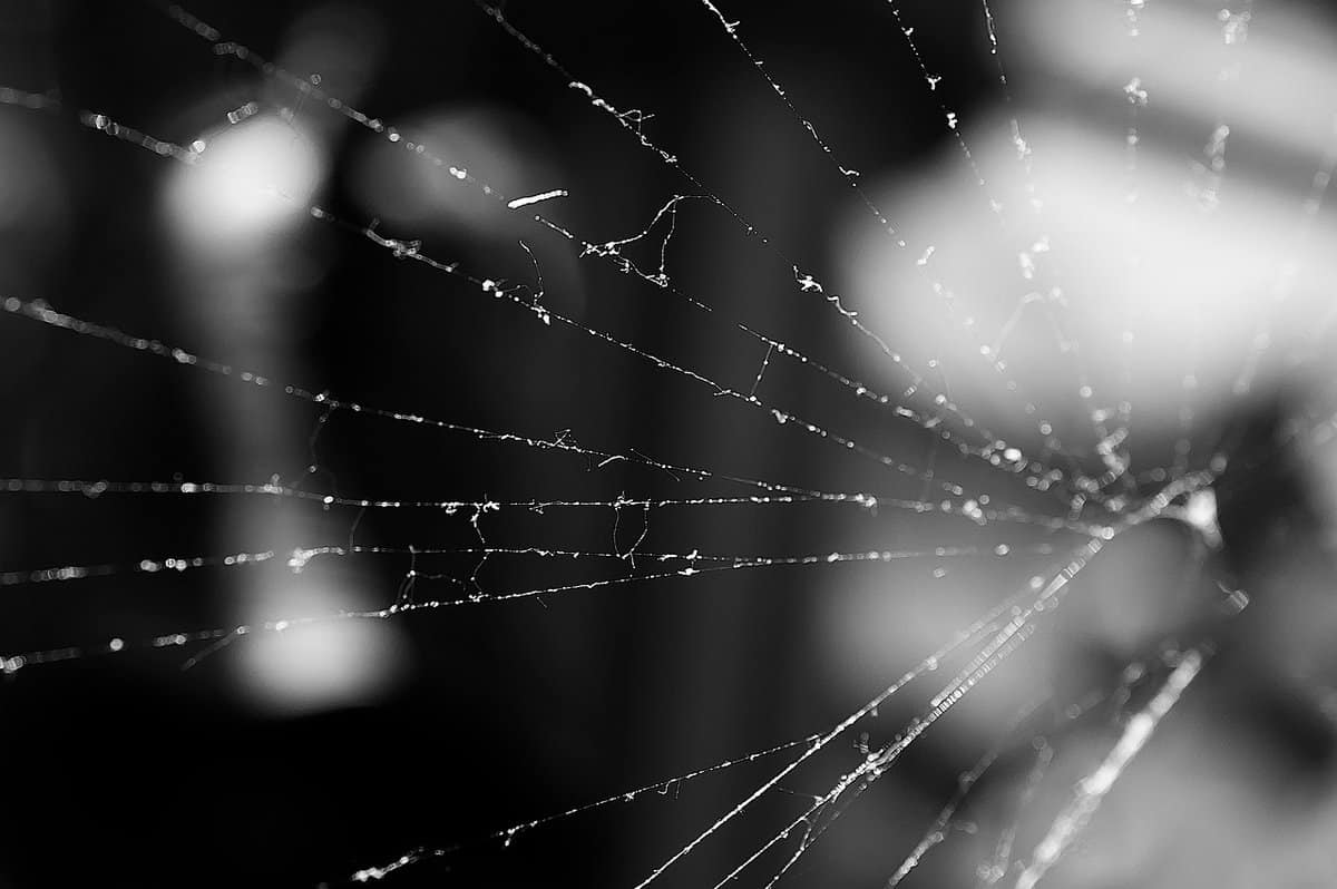 colorless-photograph-spider