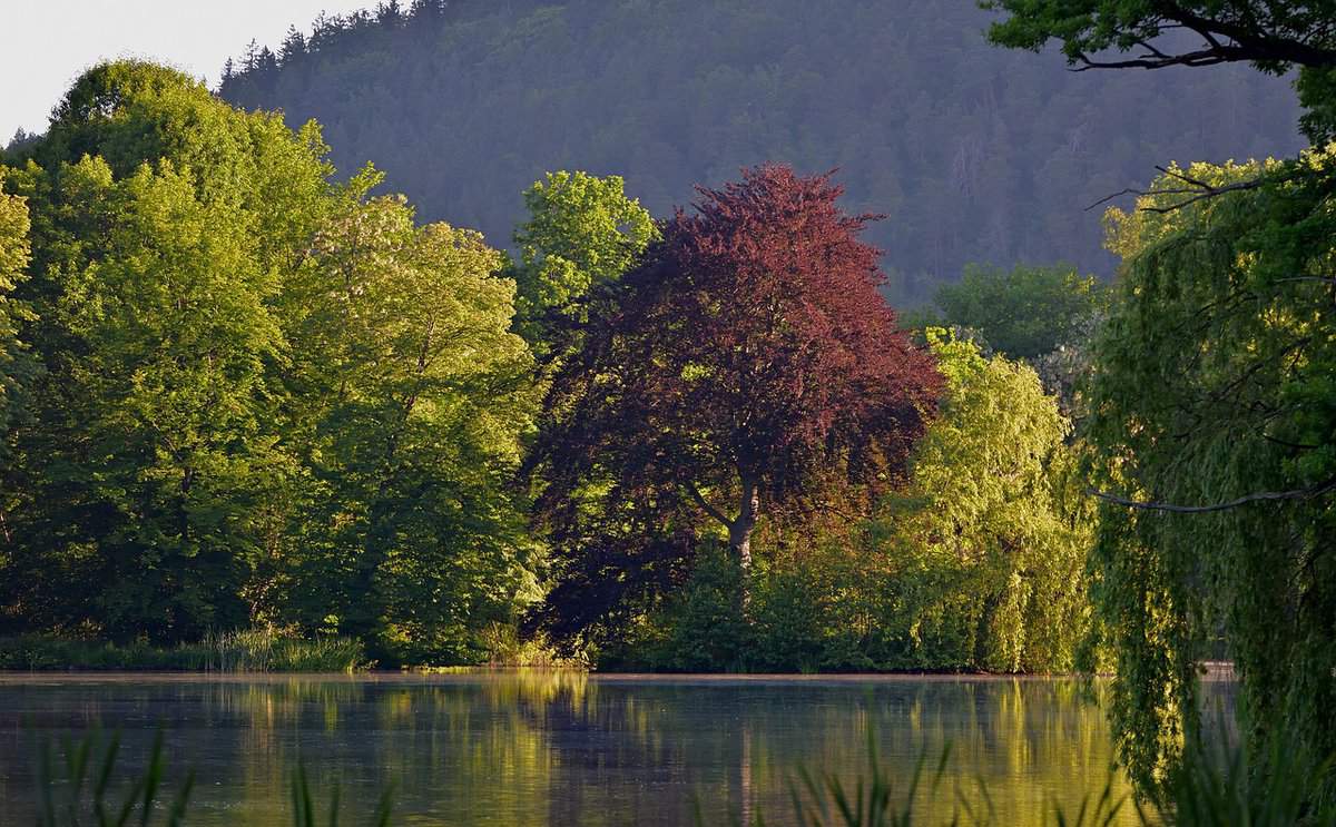 naturaleza-agua-árboles