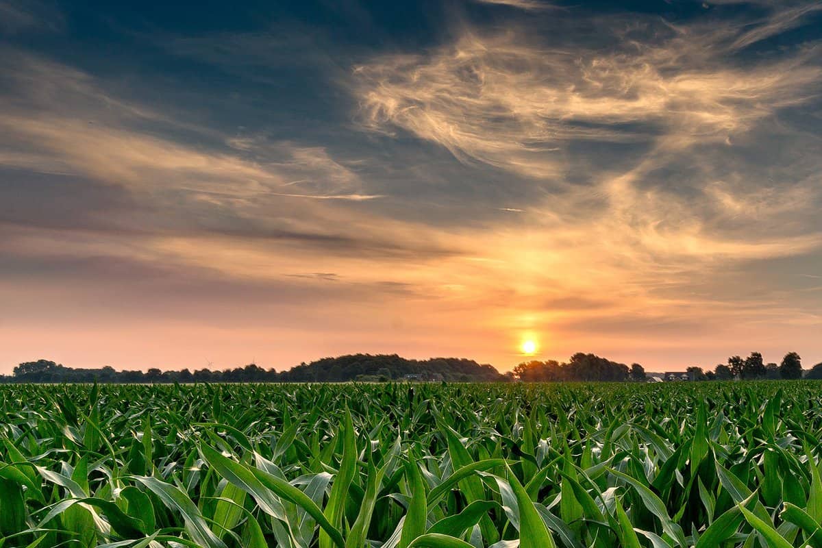 corn-field-amazing