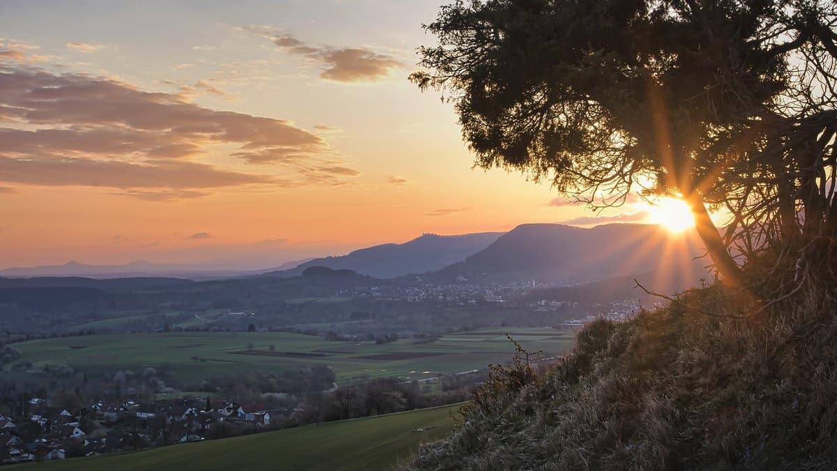 beautiful-horizon-tree