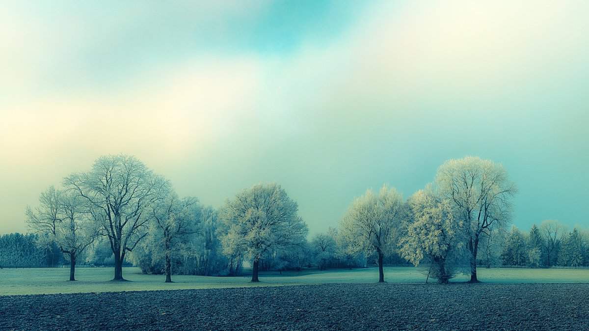 foresta-campo-cielo