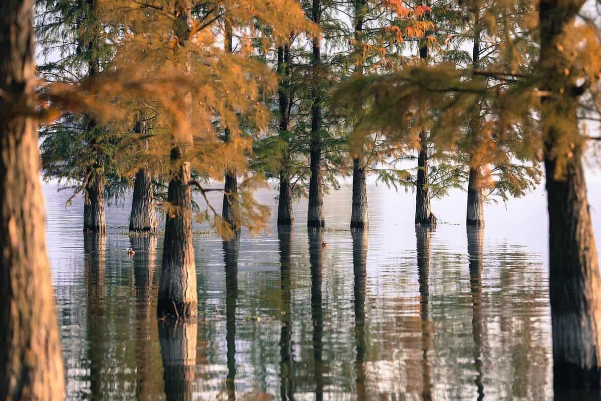 lago-árvores-outono