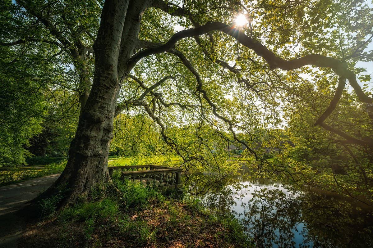 park-water-tree