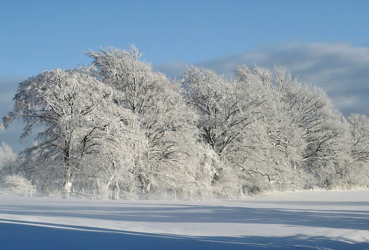 paisaje nevado-árboles
