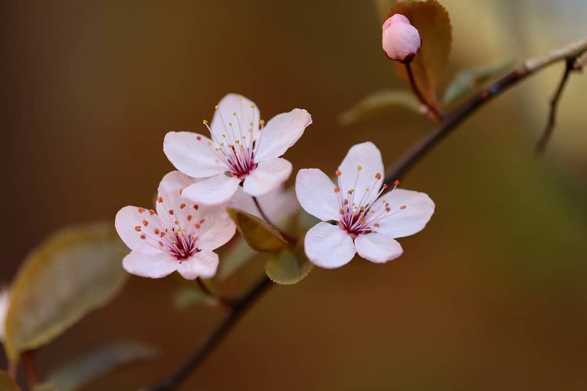 beautiful-spring-flowers
