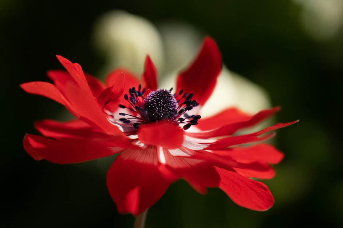fiore rosso-bello