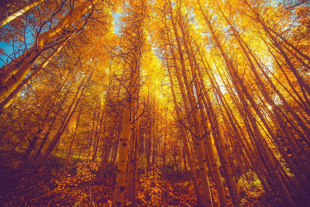 luce-alberi-boschi