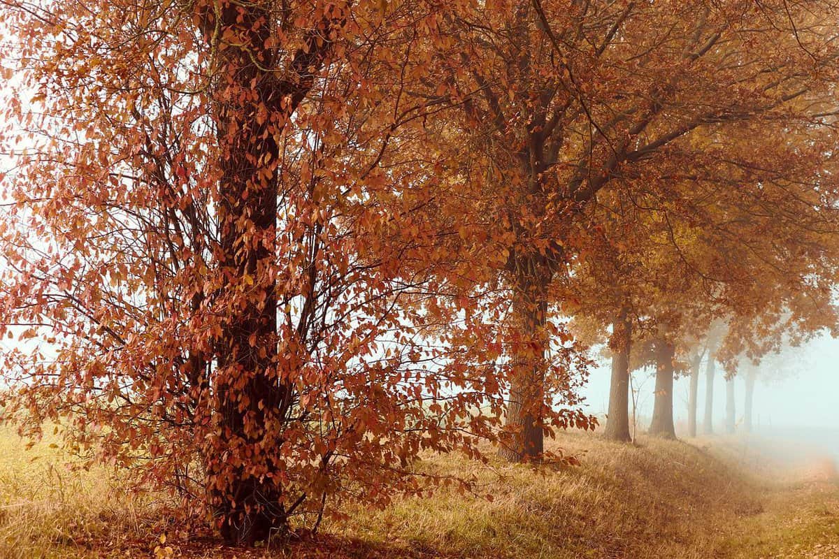 fall-trees-nature