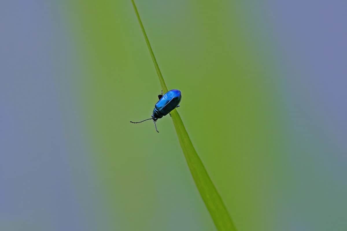 極小生物の葉