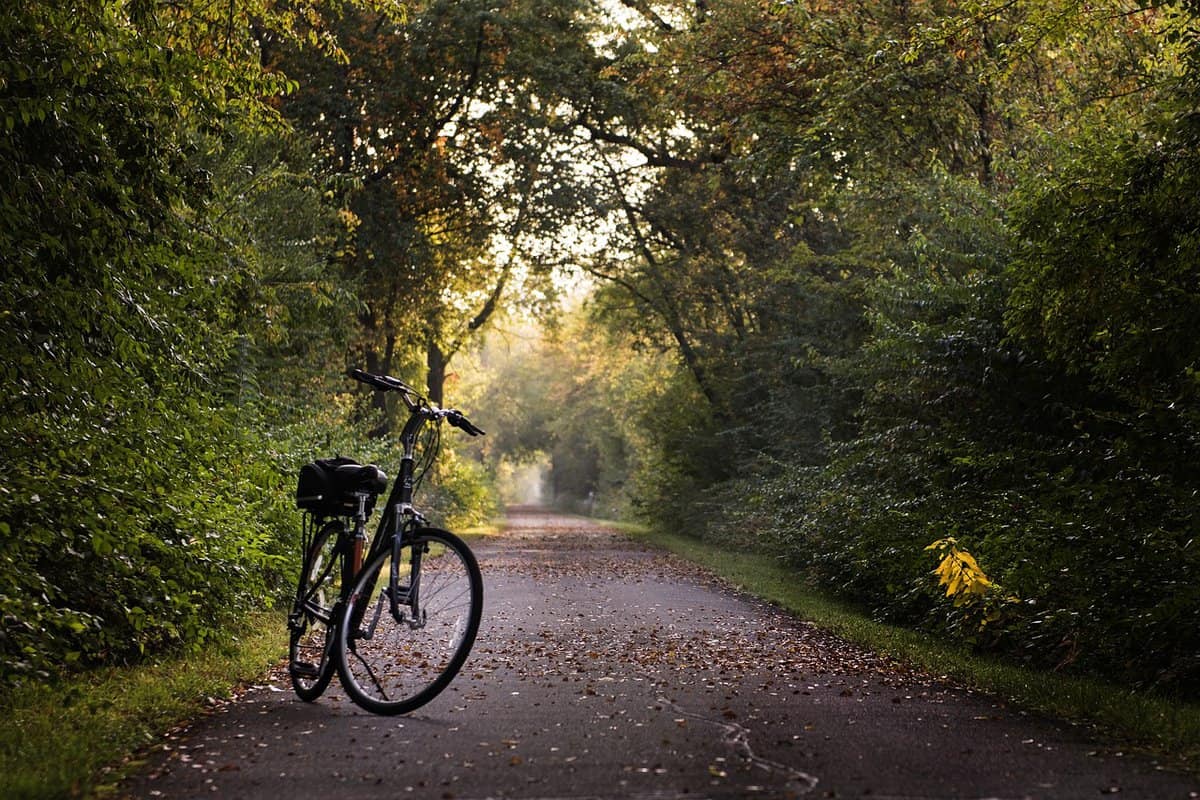 bicicletta da bosco