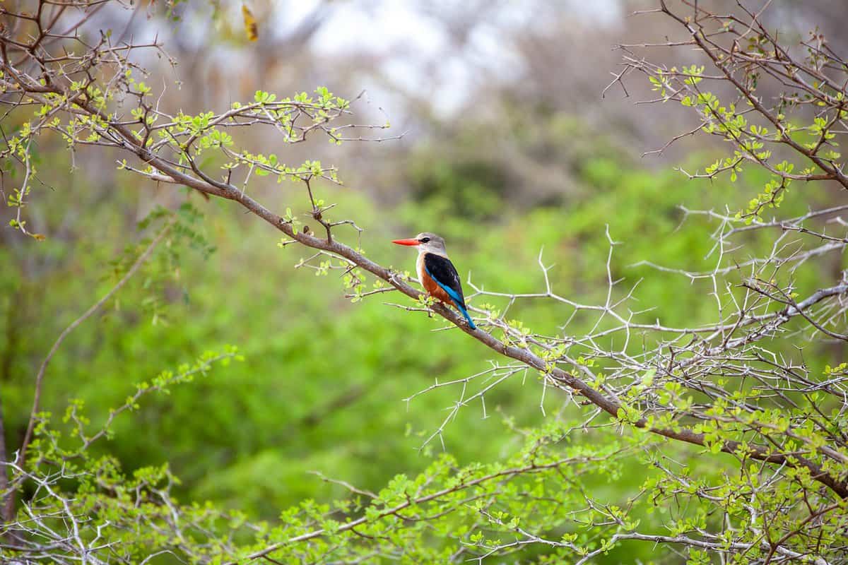 pajarito