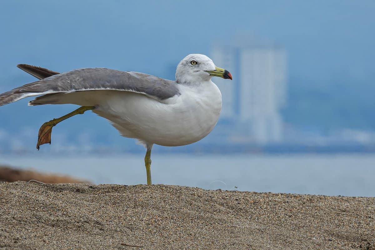 羽毛動物-鳥