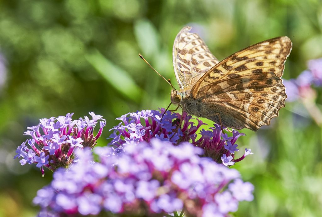 flower-butterfly-bug