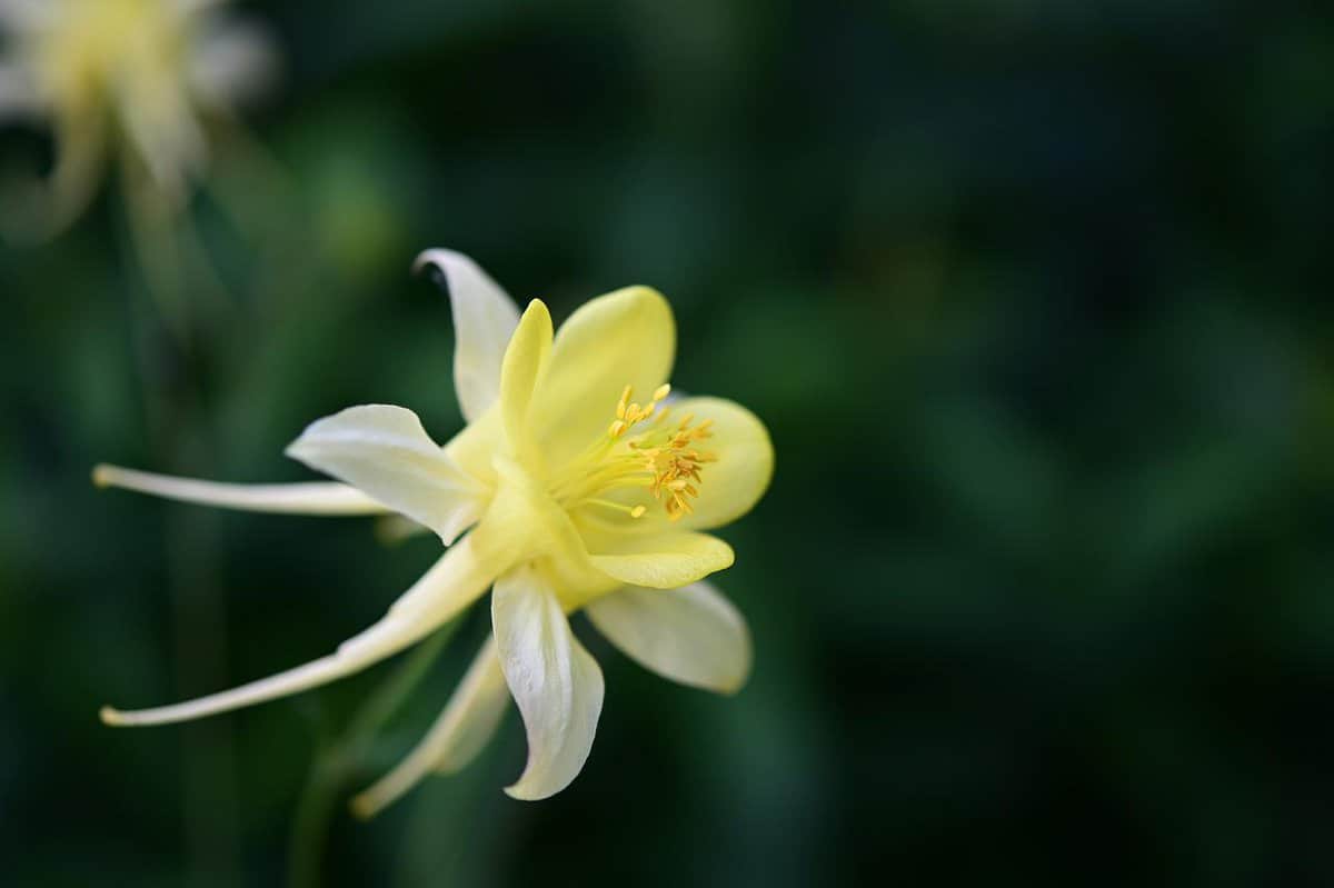 bel-fiore-giallo