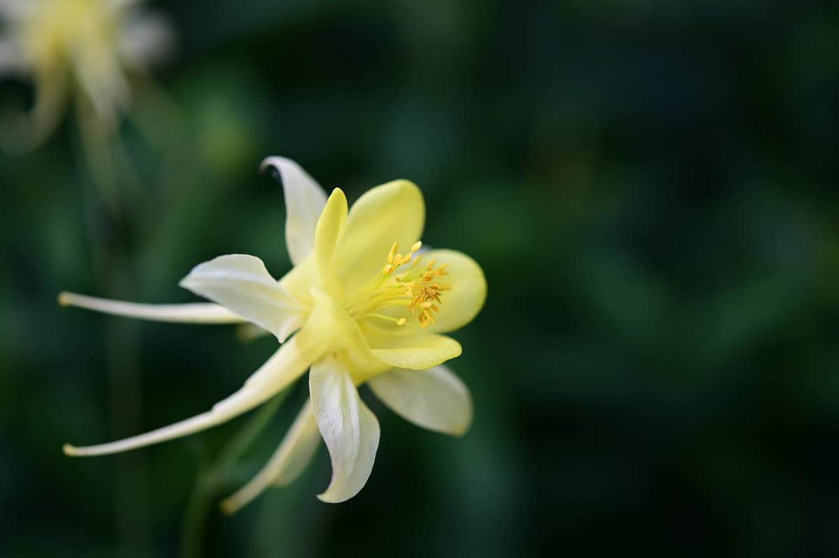 beautiful-yellow-flower