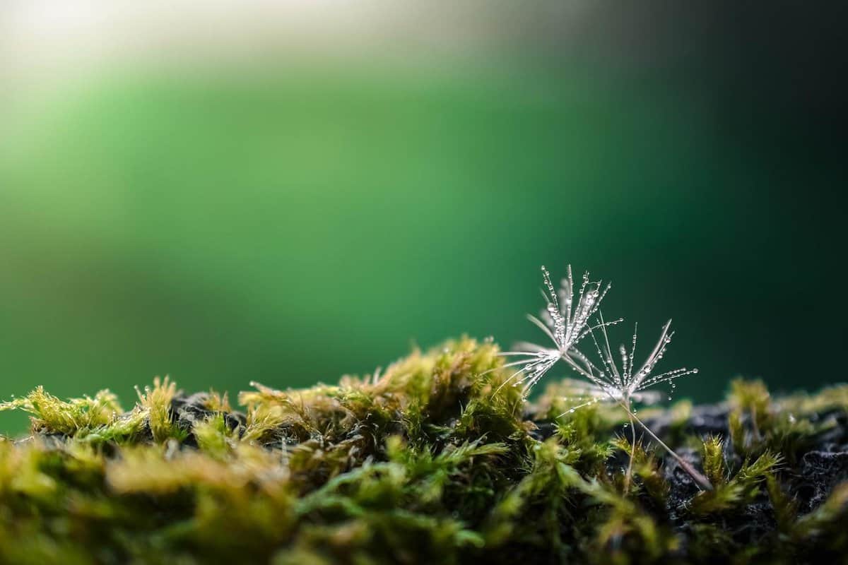 suelo forestal-diente de león