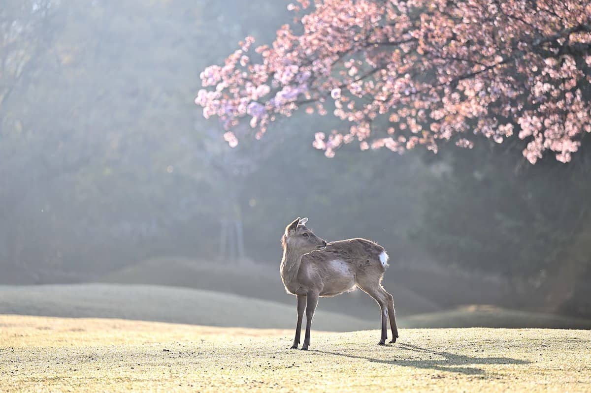 flores cor-de-rosa doe