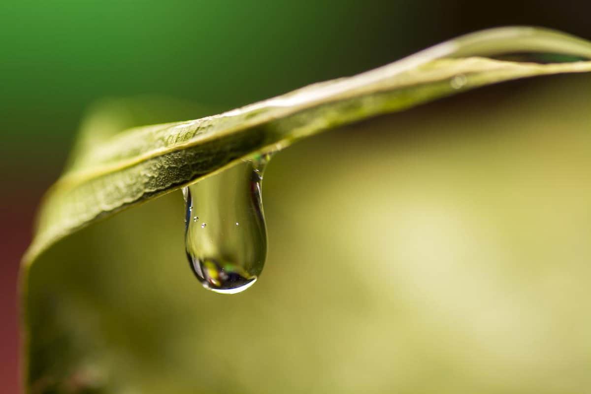 húmido de plantas verdes