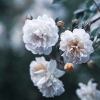 fiori-natura