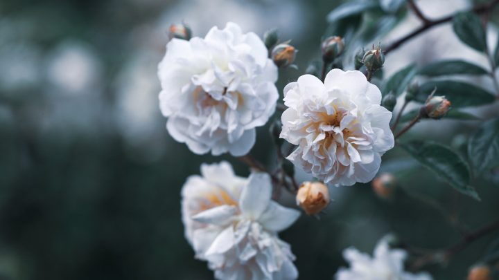 10 of the Most Beautiful Flowers In the World and Their Equally Beautiful Meanings