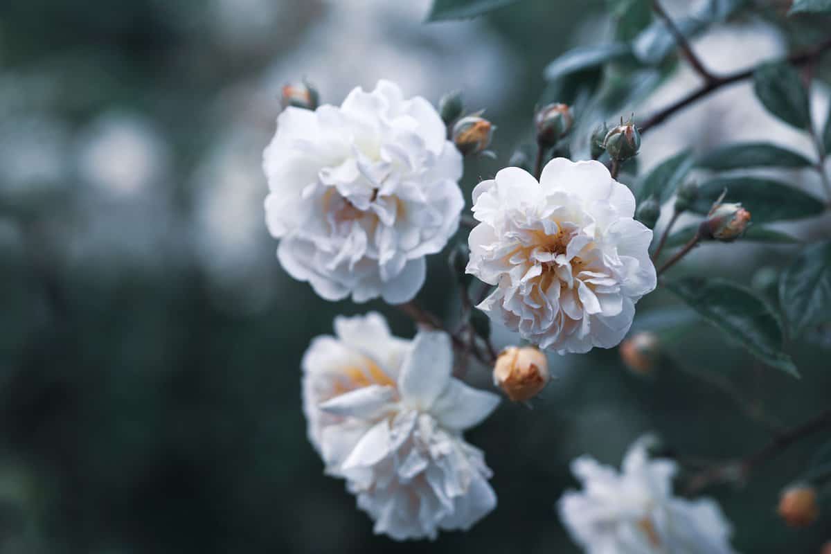 bellas-flores-naturaleza
