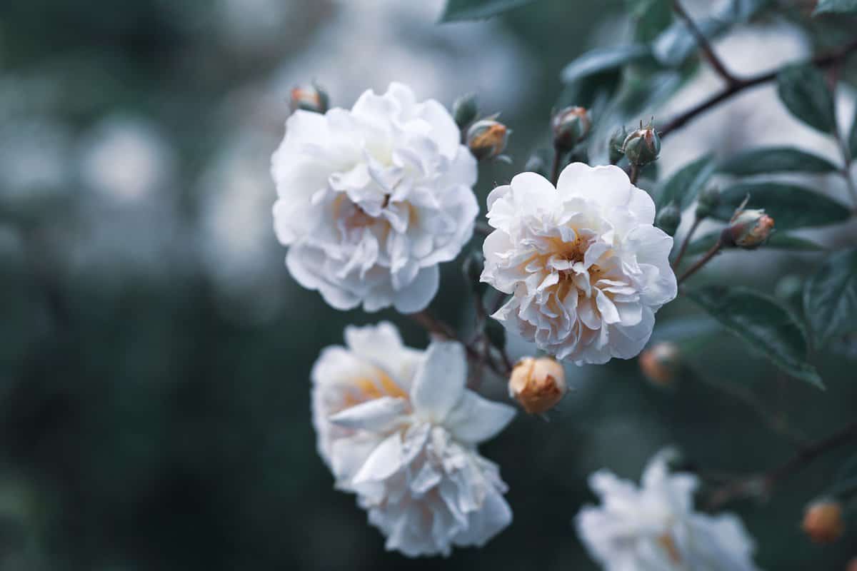 美丽-花朵-自然