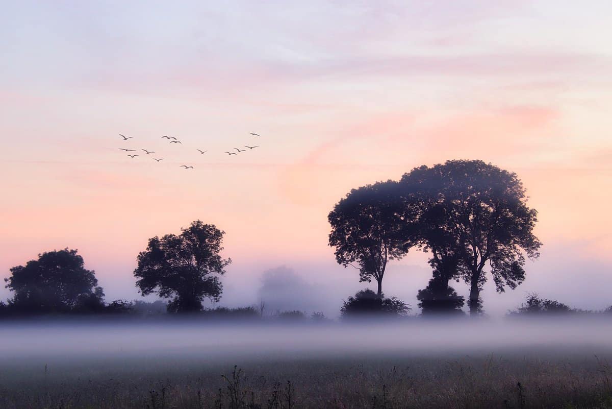霧の鳥の木
