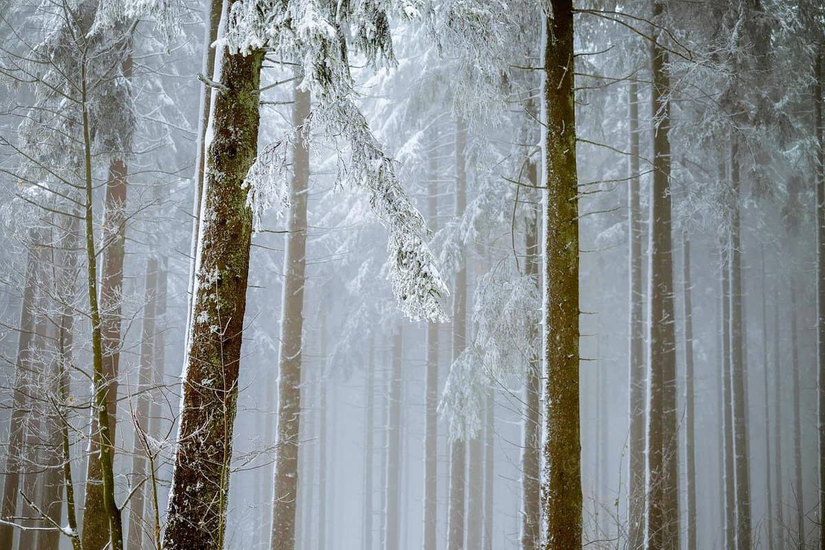 trees-vegetation-woods