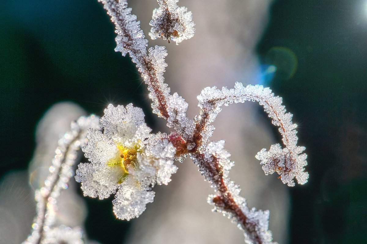 gelo-fiori-inverno