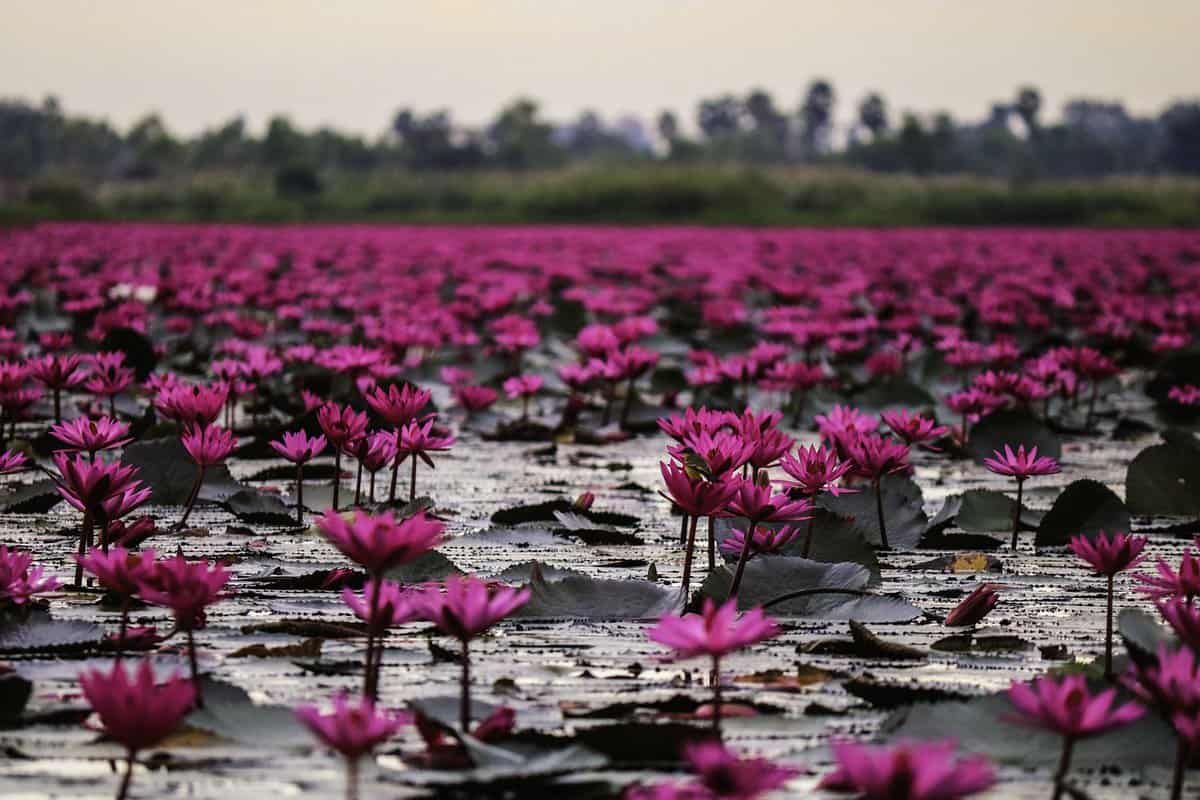 flores-rosa-flutuantes