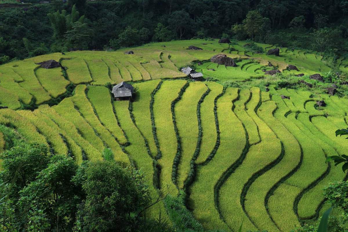 terrazzamenti verdi-agricoltura