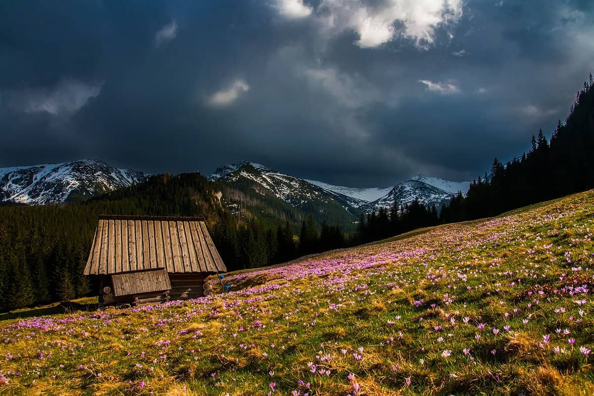 campo de flores