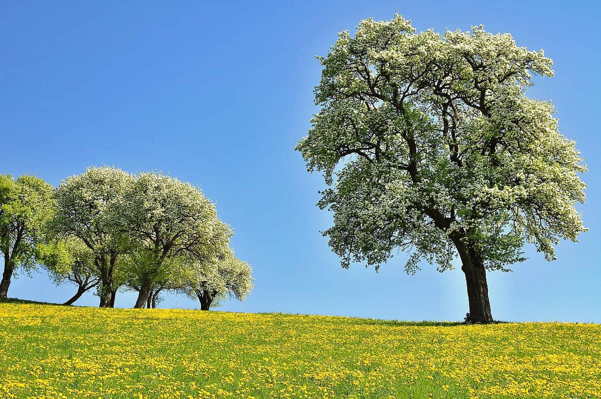 meadow-beautiful-landscape