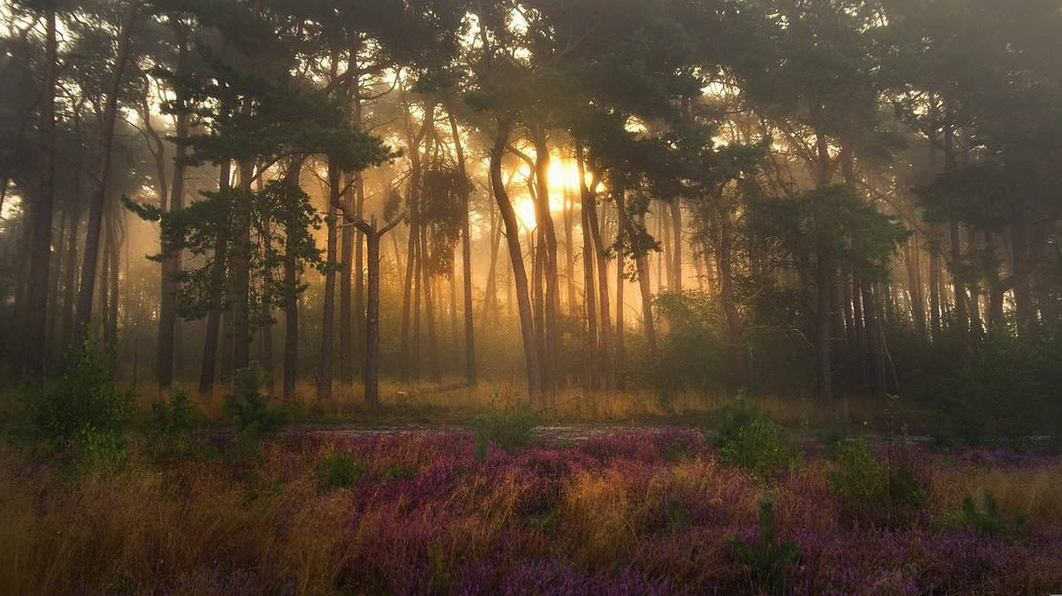 bosque espeso-árbol