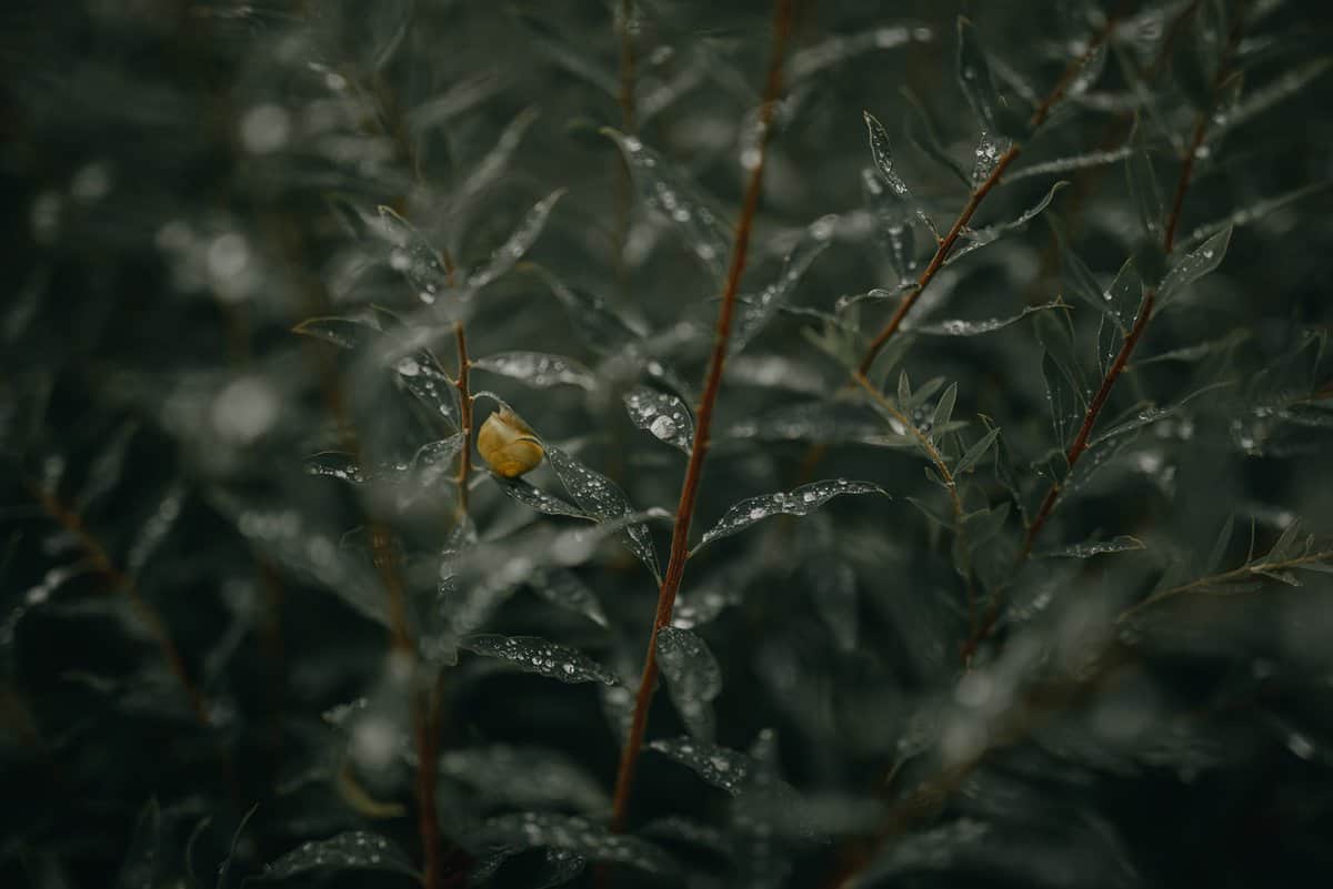 植物-茎-湿気