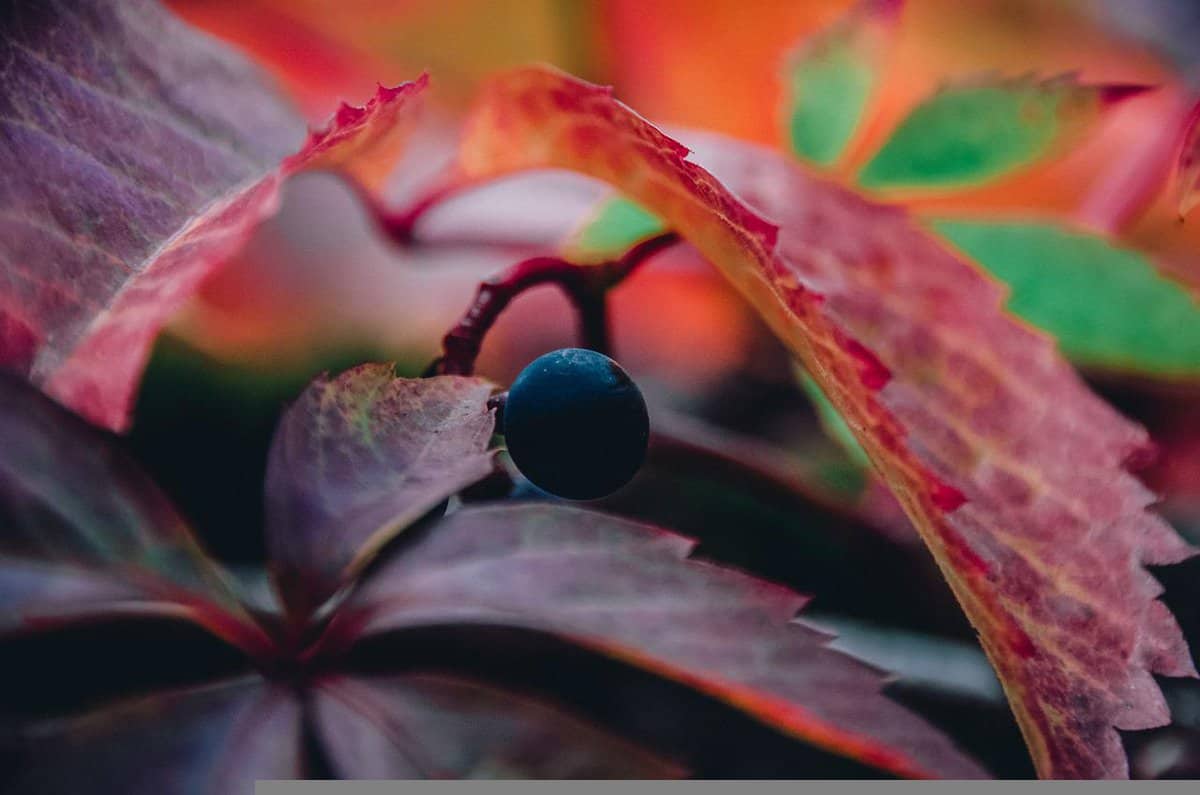 foglie rosse-autunno