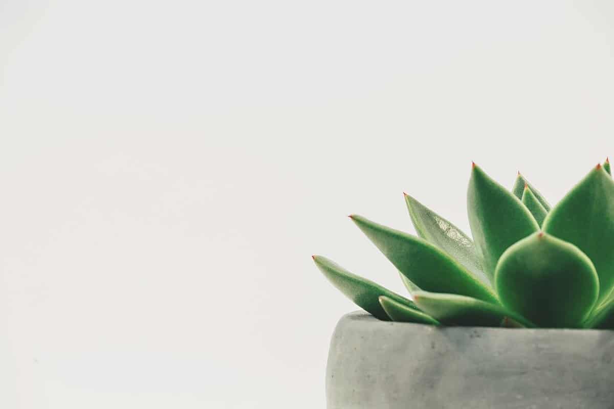 white-background-plant