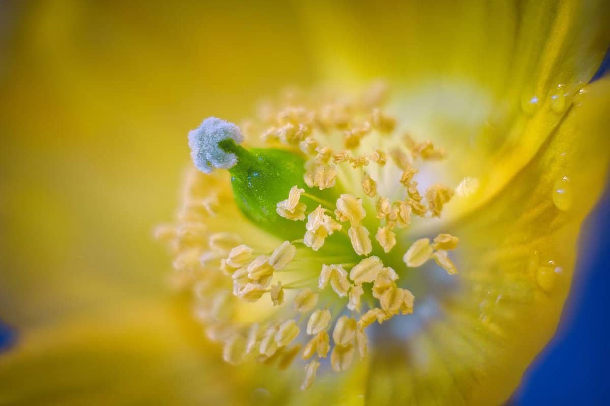 planta-bela-flor