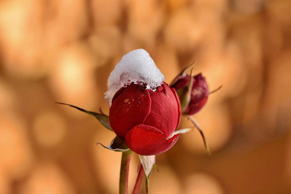 flor cubierta de nieve