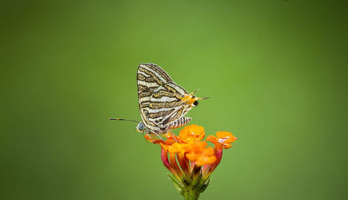 orange-flower-insect