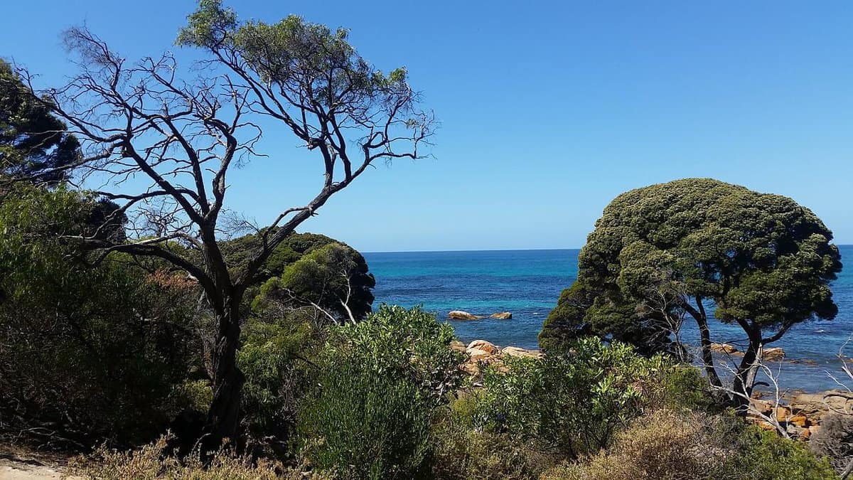 sea-sky-vegetation