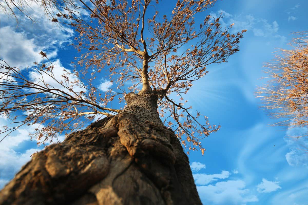 naturaleza-árbol-tronco