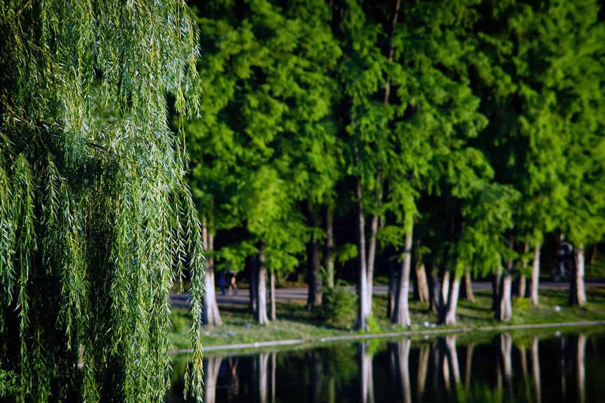 árboles-verdes-agua