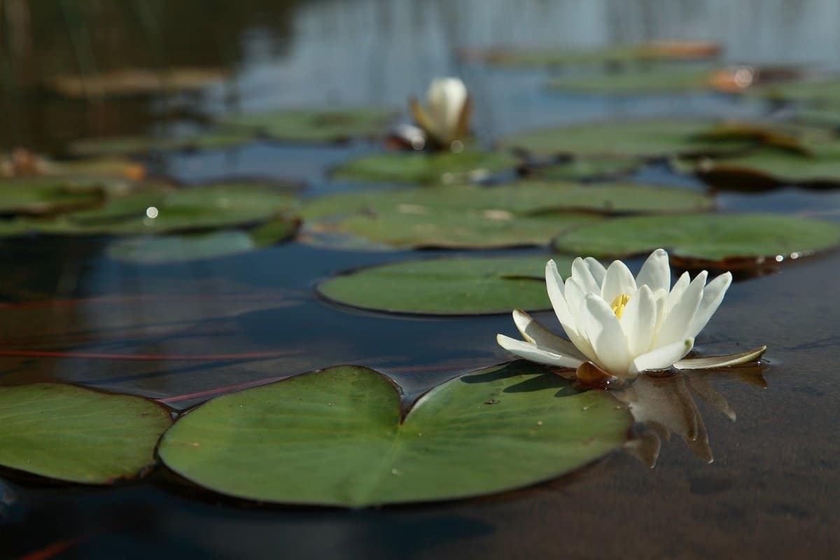 white-flowers-lake