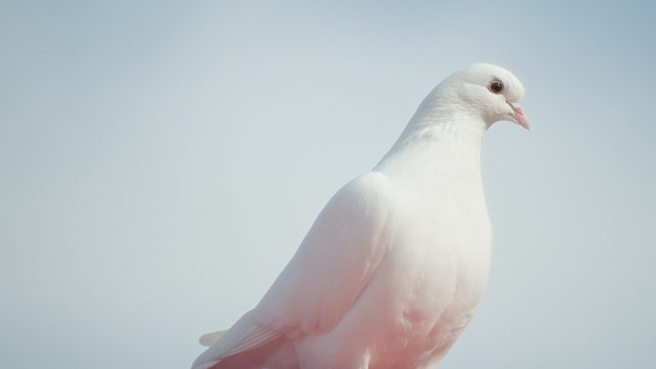 Are These Animals Considered Lucky or Unlucky?