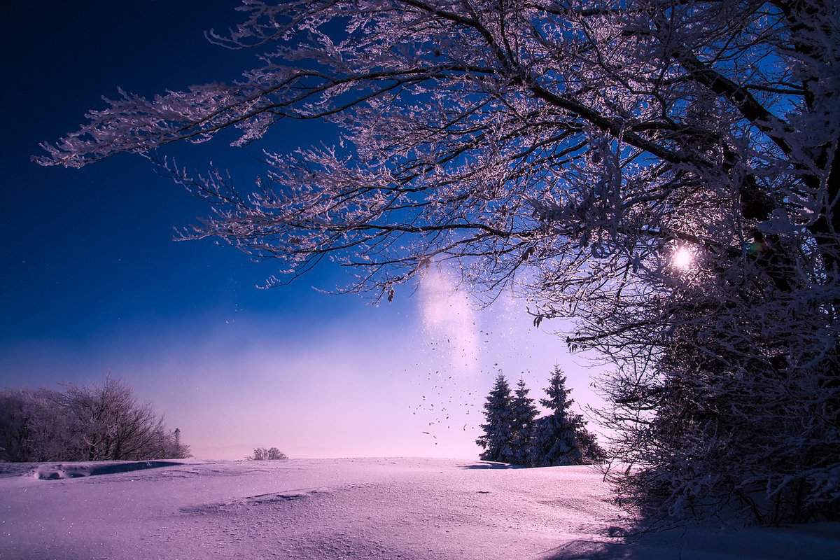 branches-snow-landscape